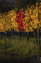 Red coloured vines between yellow vines vineyard, vines, grapevines, viticulture, autumn colouring,