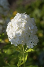 Common viburnum (Viburnum opulus), North Rhine-Westphalia, Germany, Europe