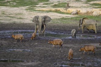 Forest elephants (Loxodonta cyclotis) and bongo antelopes (Tragelaphus eurycerus) in the Dzanga Bai