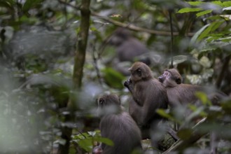 Olivet (Cercocebus agilis) near the Baï-Hokou, Dzanga-Ndoki National Park, Unesco World Heritage