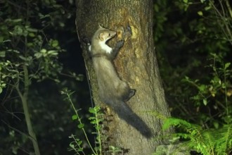 Beech marten (Martes foina) climbing on a tree, wildlife in a forest, Montseny National Park,