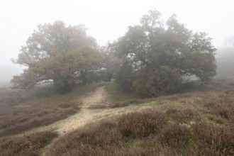 English oak (Quercus robur) in fog, Emsland, Lower Saxony, Germany, Europe