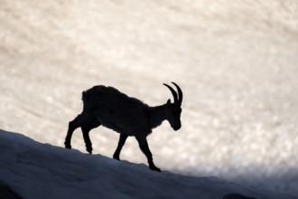 Alpine ibex (Capra ibex), silhouette in front of snowfield, Mont Blanc massif, Chamonix, France,