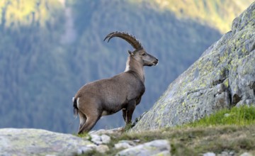 Alpine ibex (Capra ibex), adult male, Mont Blanc massif, Chamonix, France, Europe