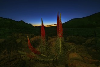 Sunset in Teide National Park with red tajinasts in the foreground, Tenerife