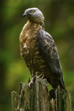 European honey buzzard (Pernis apivorus), Bavarian Forest National Park, Bavaria, Germany, Europe