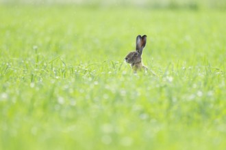 European hare (Lepus europaeus) sitting in a grain field, wildlife, Thuringia, Germany, Europe
