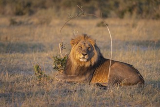 Lion (Panthera leo), horizontal portrait of a male. Savuti, Chobe National Park, Botswana, Africa