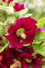 Close-up of red flowers of the Common hollyhock (Alcea rosea) with pollination, Ternitz, Lower