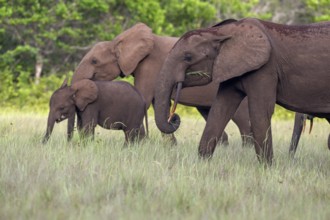 African forest elephants (Loxodonta cyclotis) in a clearing in Loango National Park, Parc National