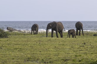 African forest elephants (Loxodonta cyclotis) on the beach, Loango National Park, Parc National de