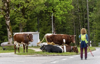 Dairy cows at the roadside, Götschenalm, Bavaria, Germany, Europe