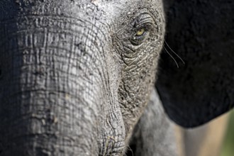 African forest elephant (Loxodonta cyclotis) in Loango National Park, Parc National de Loango,