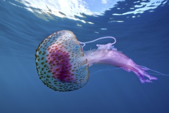 Mauve stinger (Pelagia noctiluca) with purple tentacles swimming in the blue ocean water. Dive site