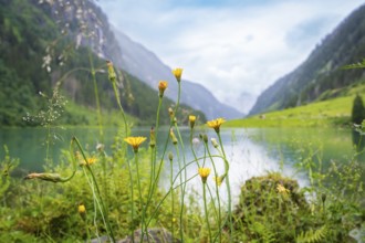 Yellow wildflowers stand on the shore of a lake, framed by high mountains and lush nature,