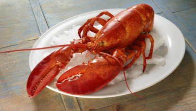 Boiled lobster (Homarus) on a white plate with ice cream, studio shot