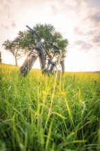 E-bike in high grass at sunset with trees in the background and bright sky, forest bike, e-bike,