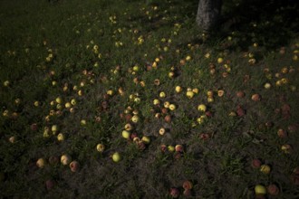 Fallen fruit, apple tree, yellow apples, meadow orchard, Waiblingen, Baden-Württemberg, Germany,