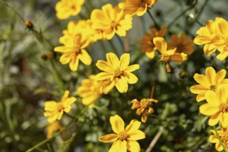 Vivid yellow flowers of the golden maria (Bidens ferulifolia) under bright sunshine in a garden,