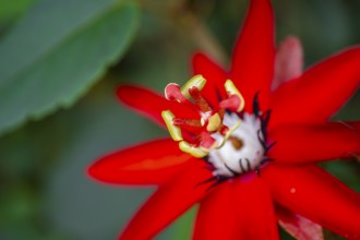 Flower of a red passion flower (Passiflora vitifolia), Tortuguero National Park, Costa Rica,