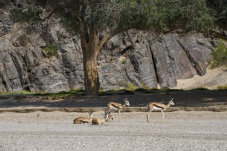 Angolan springboks (Antidorcas angolensis) in the Hoanib dry river, Kaokoveld, Kunene region,