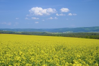 Field with yellow rape and green meadow, above a bright blue sky, Mönchberg, Miltenberg, Spessart,