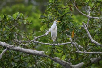 Cattle egret (Bubulcus ibis), Loango National Park, Parc National de Loango, Ogooué-Maritime