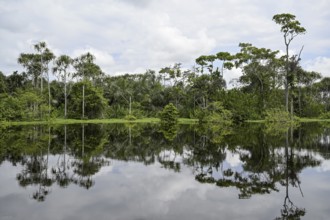 Waterscape on the Akaka River, Loango National Park, Parc National de Loango, Ogooué-Maritime