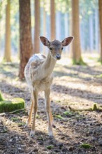 European fallow deer (Dama dama) youngster sin a forest, Bavaria, Germany, Europe