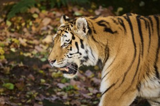 Siberian tiger (Panthera tigris altaica), portrait, walking, Germany, Europe