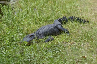 American alligator (Alligator mississippiensis), in the meadow, spring, Shark valley, Everglades