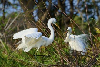 Two Great Egret (Ardea alba), on Nest in springtime, Wakodahatchee Wetlands, Delray Beach, Florida,