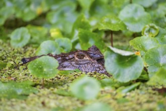 Northern spectacled caiman (Caiman crocodilus) lying in the water, head above water, among aquatic