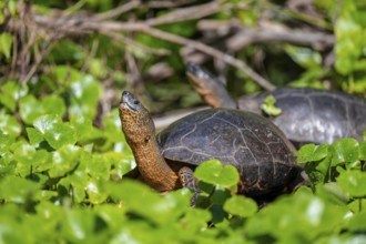 American tortoise (Rhinoclemmys funerea) among aquatic plants, Tortuguero National Park, Costa