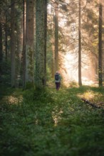 A lone hiker walks in a dense forest, bathed in sunlight that creates a calm and peaceful