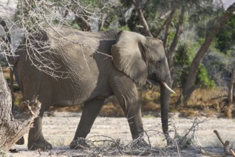 Desert elephant (Loxodonta africana) in the Ugab dry river, Damaraland, Kunene region, Namibia,