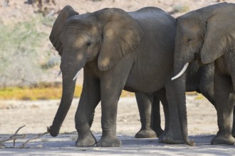 Desert elephants (Loxodonta africana) in the Ugab dry river, Damaraland, Kunene region, Namibia,