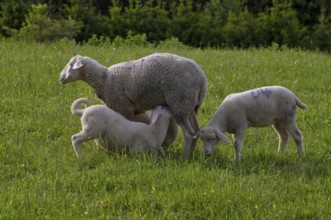 Lambs being suckled, young animals, sheep, flock of sheep, pasture, Römerstein, Swabian Alb