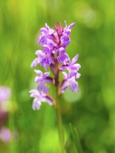 Broad-leaved fingerroot (Dactylorhiza majalis agg.), Bischofswiesen, Berchtesgadener Land, Upper