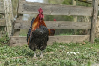 Cock crowing in a farm in the countryside. Lower Rhine, Alsace, France, Europe