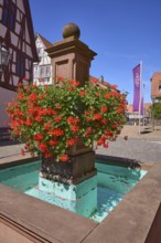 Fountain with geraniums on the church square in Michelstadt, Odenwald, Odenwaldkreis, Hesse,