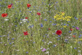 Flower meadow with poppy flower (Papaver rhoeas) and cornflowers (Centaurea cyanea), Emsland, Lower