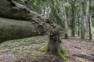 Tinder fungus (Fomes fomentarius) on bent copper beech (Fagus sylvatica), Emsland, Lower Saxony,