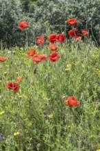 Poppy flower (Papaver rhoeas), Mecklenburg-Western Pomerania, Germany, Europe