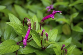 Centropogon costaricae, pink flowers, rainforest, Poás National Park, central highlands, Alajuela