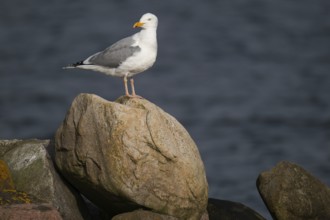 Herring Gull (Larus argentatus) standing on a stone, Hvide Sande, Denmark, Europe