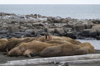 Walrus (Odobenus rosmarus), walrus, Kiepertøya, Svalbard and Jan Mayen archipelago, Norway, Europe