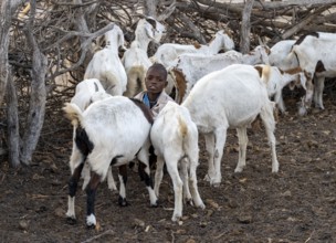 Himba child among goats, traditional Himba village, Kaokoveld, Kunene, Namibia, Africa