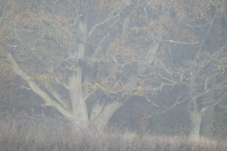 English oak (Quercus robur), in autumn with yellow discoloured leaves, fog, Thuringia, Germany,