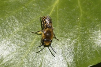 Ivy bee (Colletes hederae) adult insect on an ivy plant leaf, England, United Kingdom, Europe